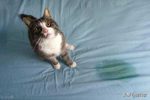 猫在床上尿的原因就是什么(剖析乱尿背后的原因)