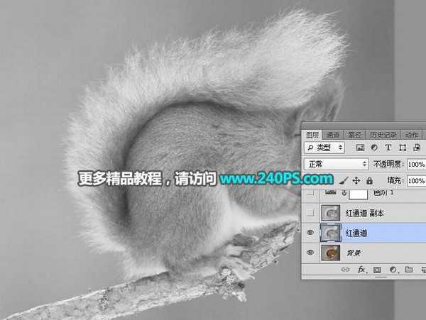 Photoshop用通道抠图快速抠出毛茸茸的小松鼠教程